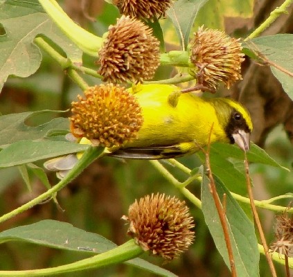 Western Citril
