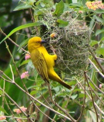 Holub's Golden Weaver Nestbuilding