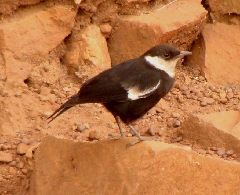 Ruaha Chat