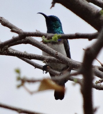 White-bellied Sunbird