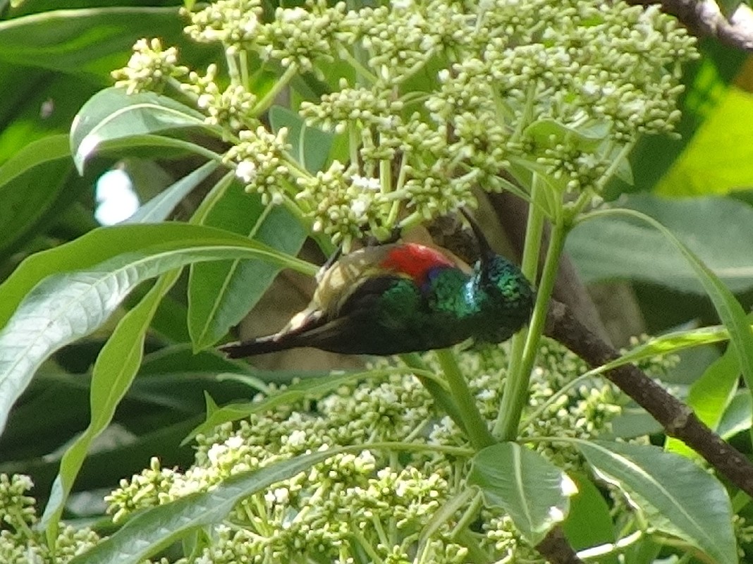 Side view of bird feeding upside down