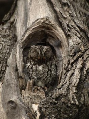 African Scops Owl