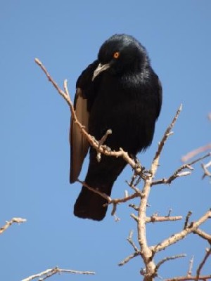 Pale-winged Starling