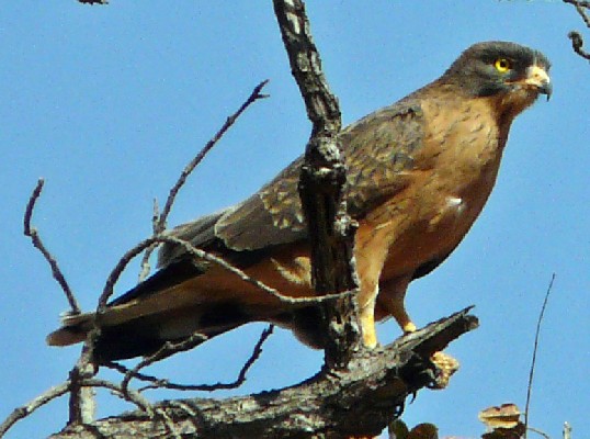 Grasshopper Buzzard
