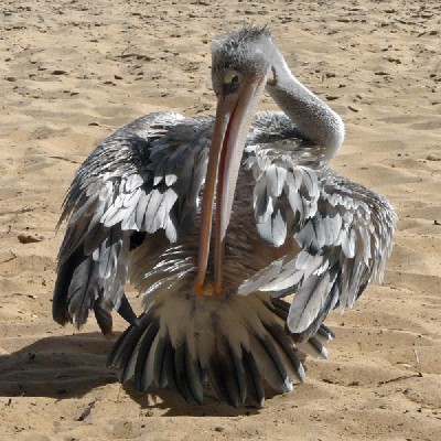 Pink-backed Pelican