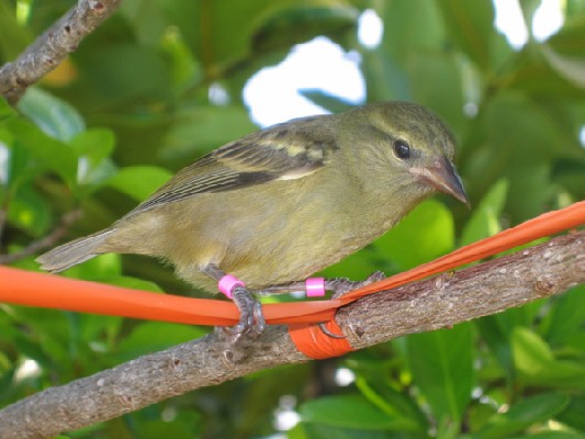 Mauritius Fody