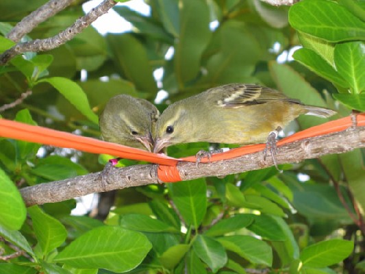 Mauritius Fody