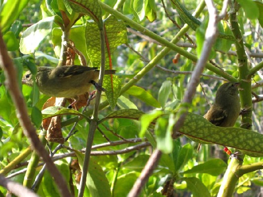 Mauritius Fody