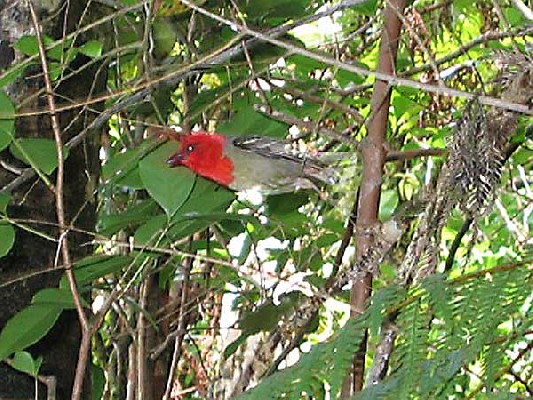 Mauritius Fody