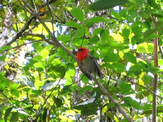Mauritius Fody