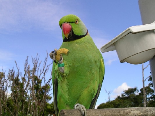 Mauritius Parakeet