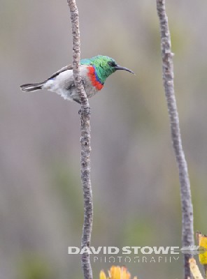 Southern Double-collared Sunbird