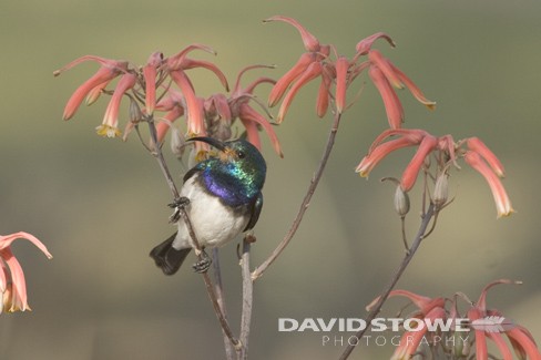 White-bellied Sunbird with orange pollen on face