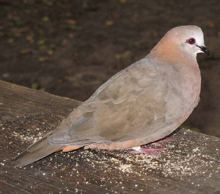 Lemon Dove