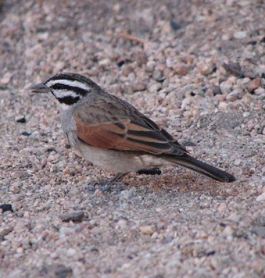 Cape Bunting