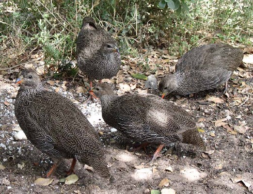 Cape Francolin family