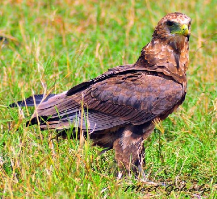 Bateleur