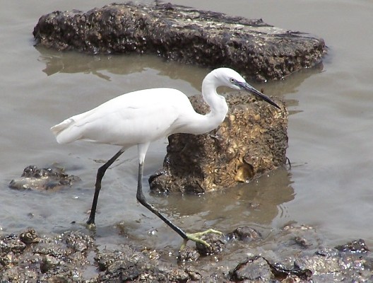 little egret