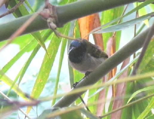 Reichenbach's sunbird adult male 