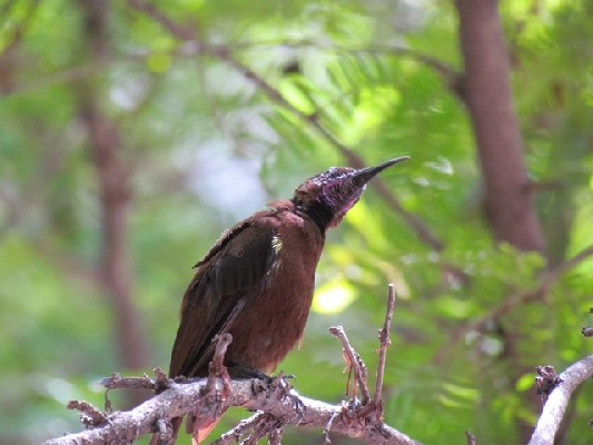 Carmelite sunbird