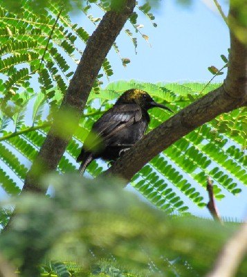 Copper Sunbird