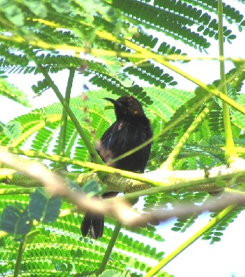 Copper Sunbird