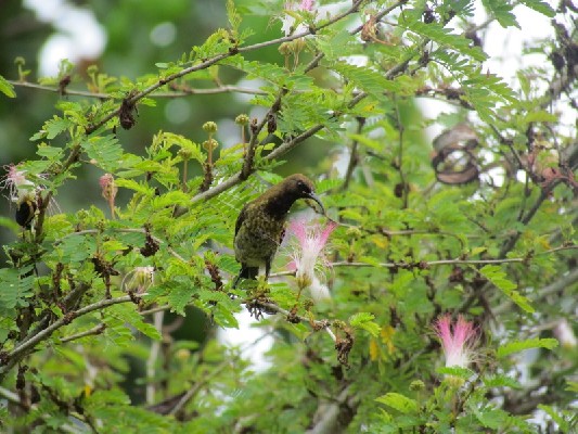 Carmelite Sunbird