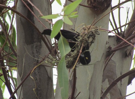 Vieillot's Black Weaver constructing his nest