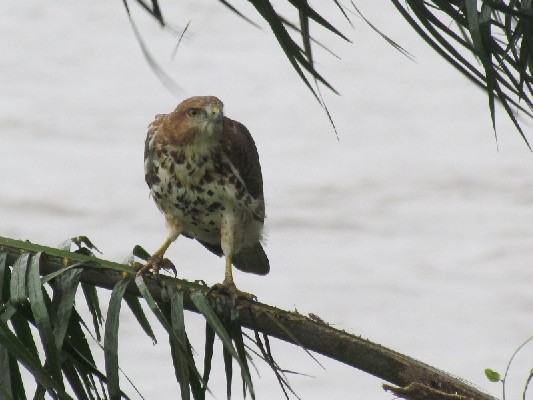 Red-necked Buzzard