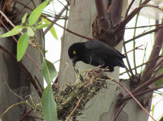 Vieillot's Black Weaver constructing his nest