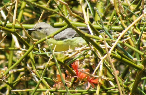 Nile Valley Sunbird seen while feeding
