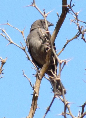 in branches