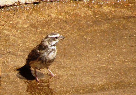Reichenow's Seedeater