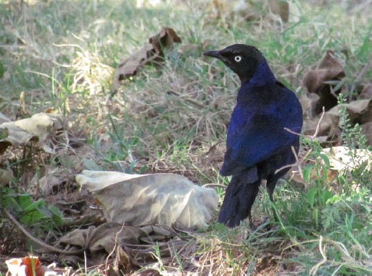 Ruppell's starling