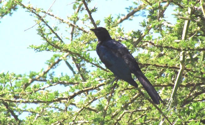 Ruppell's starling adult