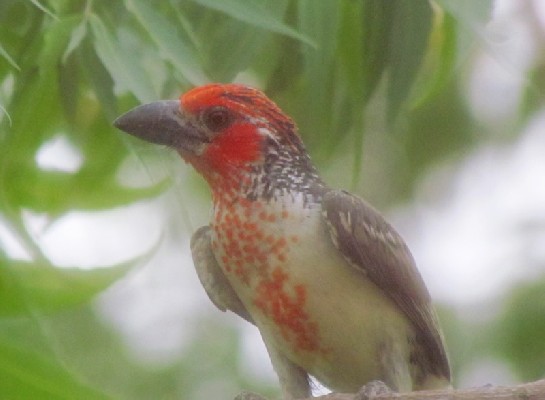 Vieillot's Barbet seen from my window and through the mosquito net