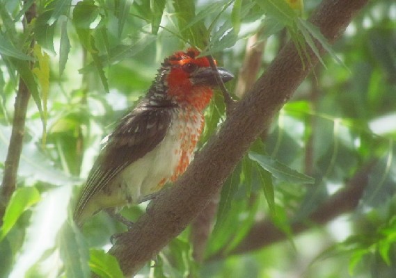 Vieilloot's Barbet seen from my window and through the mosquito net