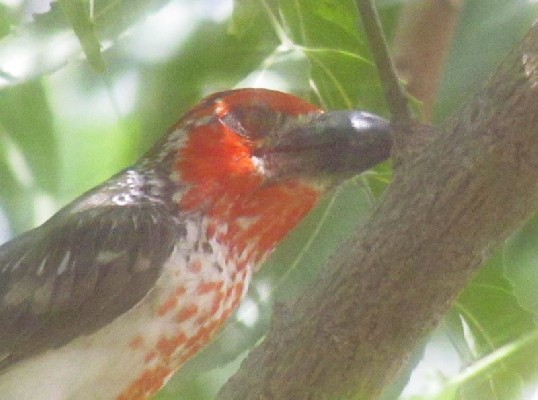 Vieillot's Barbet close-up