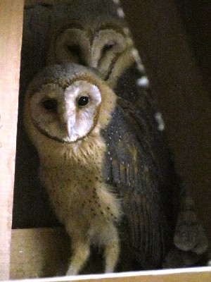 Barn Owl sentinel 