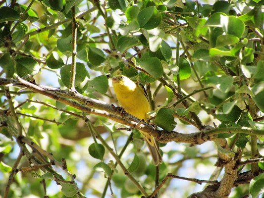 Sudan Golden Sparrow in branches 