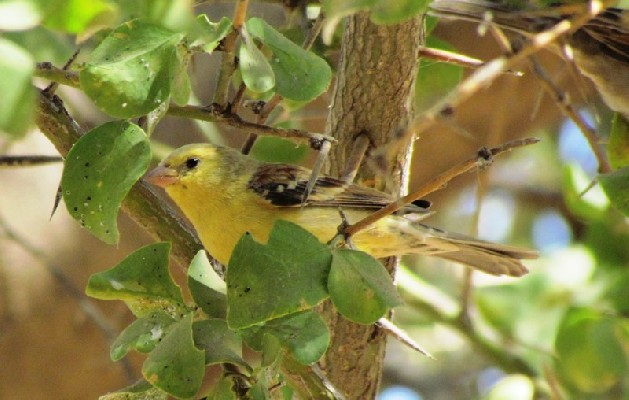 Sudan Golden Sparrow in our courtyard