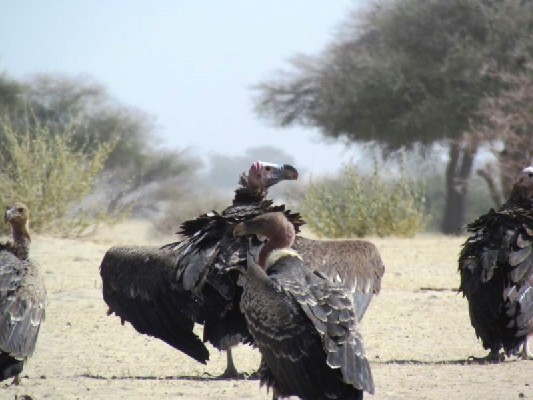 Lappet-faced Vulture
