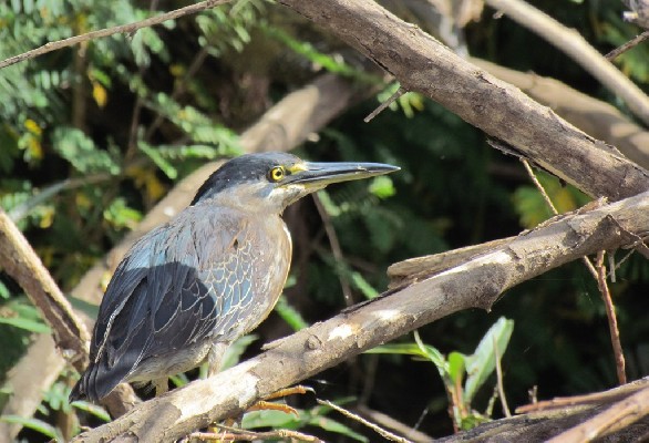 Striated Heron