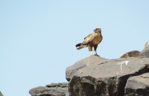 Long-legged Buzzard and his territory