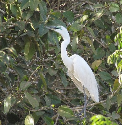 Great Egret