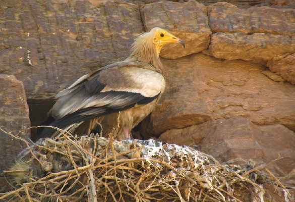Egyptian Vulture