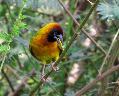 Northern Masked Weaver calling