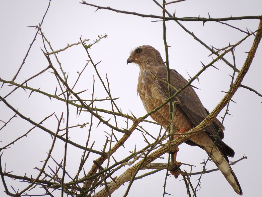 Immature bird at dusk 