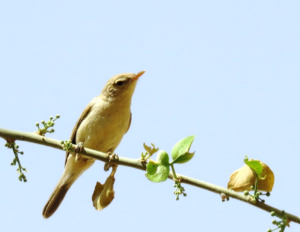 posing on a branch 
