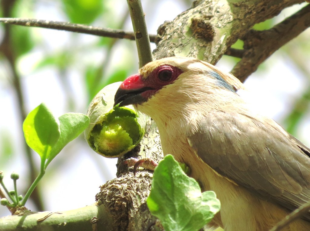Blue-naped Mousebird, portrait